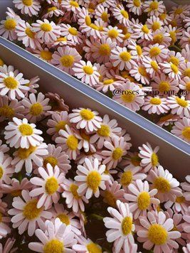 №5 Ромашка польова Ромашка польова 5 фото
