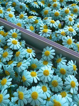№15 Ромашка польова Ромашка польова 15 фото