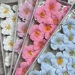 Тюльпан відкритий